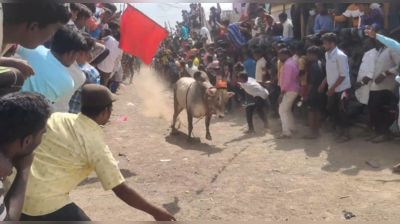 எருது விடும் திருவிழா… காயங்களுடன் திரும்பிய காளையர்கள்!