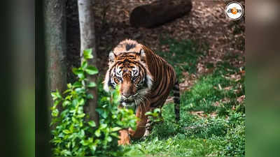 সঙ্গী খুঁজতে লোকালয়ে বাঘ! দাবি বনকর্মীদের