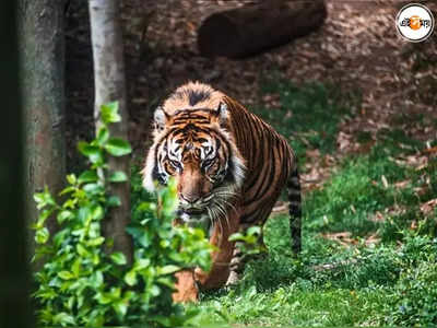 সঙ্গী খুঁজতে লোকালয়ে বাঘ! দাবি বনকর্মীদের