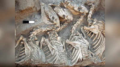 वैज्ञानिकों को मिला 4600 साल पुराने जानवर का कंकाल, पर एक बात ने कर दिया उन्हें परेशान!