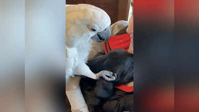 Video: कुत्र्याच्या प्रेमात पोपट झाला बेधुंद; I Love You म्हणत केलं प्रपोज