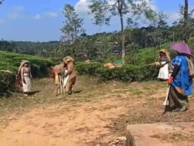 Viral Video: ಟೀ ತೋಟದಲ್ಲಿ ಕ್ರಿಕೆಟ್ ಆಟದ ಖುಷಿ: ಮಹಿಳಾ ಕಾರ್ಮಿಕರ ಈ ಮ್ಯಾಚ್‌ಗೆ ನೆಟ್ಟಿಗರ ಫುಲ್ ಮಾರ್ಕ್ಸ್‌