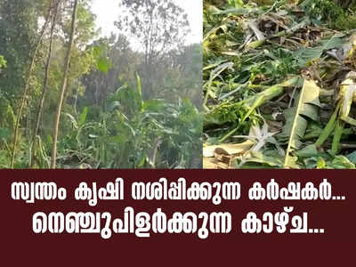 സ്വന്തം കൃഷി നശിപ്പിക്കുന്ന കർഷകർ... നെഞ്ചുപിളർക്കുന്ന കാഴ്ച!! വീഡിയോ കാണാം