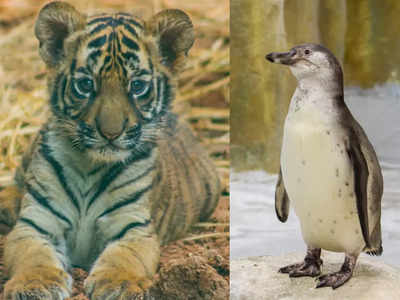 मुंबईत राणीच्या बागेतील पेंग्विनची पिल्लं आणि बछड्याचं झालं बारसं; दिली ही हटके नावे...