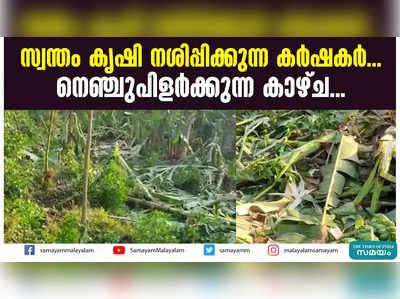 സ്വന്തം കൃഷി നശിപ്പിക്കുന്ന കർഷകർ .. നെഞ്ചുപിളർക്കുന്ന കാഴ്ച...