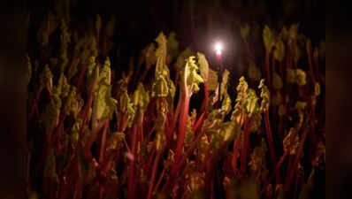 Forced rhubarb: अंधेरे में मोमबत्ती के सहारे उगाई जाती है यह सब्जी; सूप, सलाद से लेकर जैम, आइसक्रीम तक में होती है इस्तेमाल