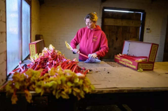 ​Forced Rhubarb कब आई ​अस्तित्व में