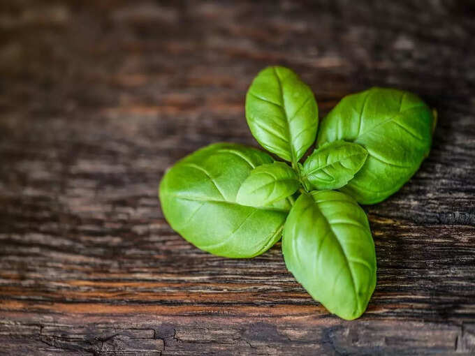 स्टेविया या मीठी तुलसी