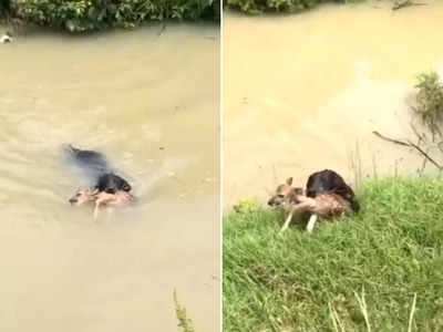 वीडियो: कुत्ता बेबी हिरण को डूबने से बचा रहा था, लोगों को लगा कि वो मगरमच्छ है!