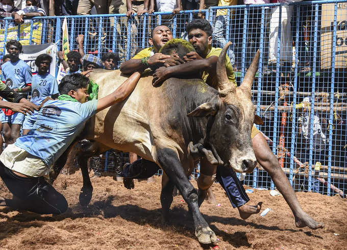Madurai: Bull tamers attempt to tame a bull during the &#39;Avaniyapuram jallikattu...