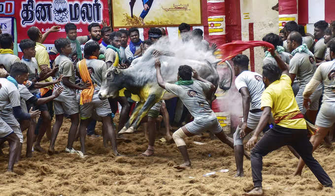 Madurai: Bull-tamers attempt to subdue a charging bull during &#39;Alanganallur Jal...