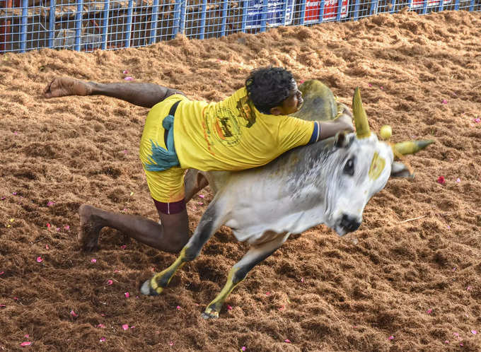 Madurai: A bull tamer attempts to tame a bull during the &#39;Avaniyapuram jallikat...