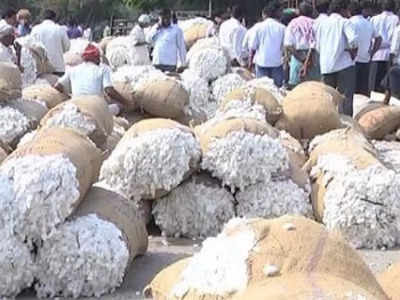 Cotton Rates: నిజంగా తెల్ల బంగారమే.. దుమ్ము రేపుతున్న పత్తి ధర.. క్వింటాల్‌కు ఏకంగా..