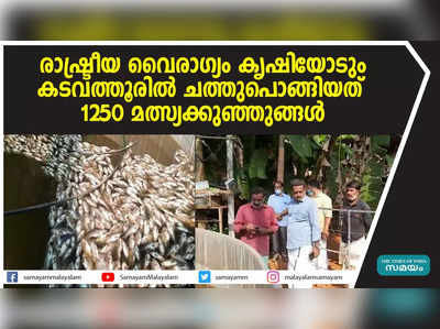 രാഷ്ട്രീയ വൈരാഗ്യം കൃഷിയോടും  കടവത്തൂരില്‍ ചത്തുപൊങ്ങിയത് 1250 മത്സ്യക്കുഞ്ഞുങ്ങള്‍