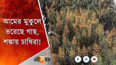 আমের মুকুলে ভরেছে গাছ, শঙ্কায় চাষিরা!