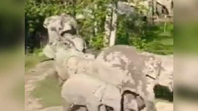 Viral Video: ಗ್ರಾಮಕ್ಕೆ ನುಗ್ಗಿತ್ತು ಆನೆಗಳ ದೊಡ್ಡ ಹಿಂಡು!: ಗಜಪಡೆಯ ಶಿಸ್ತಿಗೆ ಜನರು ನಿರಾಳ