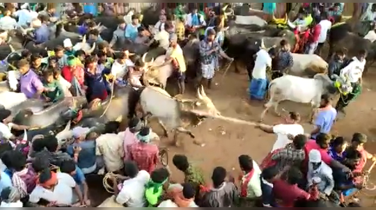 காளைகளிடம் கம்பு சுத்துவதா?;                                               காத்திருந்து தூக்கியது போலீஸ்!