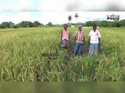 மானாமதுரையில் காட்டுப்பன்றிகளால் நெல் விவசாயம் கடும் பாதிப்பு