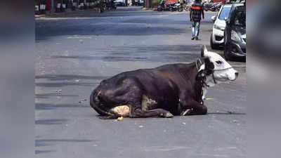 Anti Cow Slaughter Law: 10 साल की सजा, 5 लाख रुपये जुर्माना.... दादरा-नगर हवेली और दमन-दीव में कड़े होंगे गोहत्या विरोधी कानून