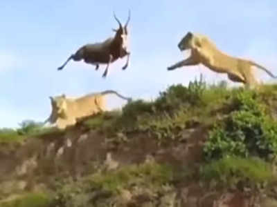 जान बचाने के लिए हिरण ने लगाई चट्टान से छलांग, लेकिन शेरनी ने ऐसे कर दिया काम तमाम
