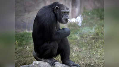 Video: सेलिब्रिटी होताच मादी चिंपांझी झाली व्यसनी; दिवसाला ओढते ४० सिगरेट