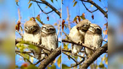 Real life love birds: इन पक्षियों का प्यार देखकर कुछ-कुछ तो होने लगेगा