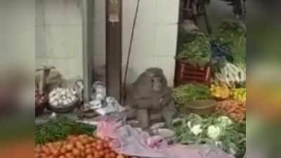 Monkey Selling Vegetable : दुकानदार को भगाकर सब्जी बेचने लगा बंदर, ग्राहक नहीं आया तो खुद खाने लगा