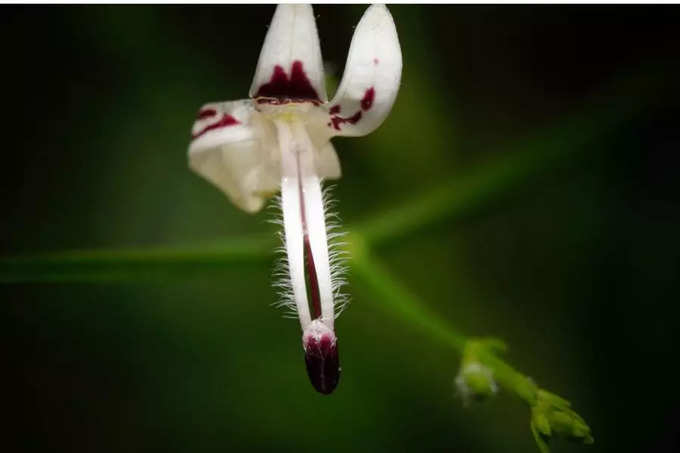 ​লিভারের সমস্যা নিরাময়ে