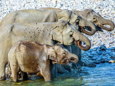 Optical Illusion : इस तस्वीर में कितने हाथी हैं? लोगों को तो 4 दिख रहे हैं, लेकिन ये सही जवाब नहीं