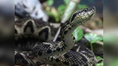 Snake Attack in US: अमेरिका के एक घर में मिला शव, घेरकर बैठे थे 124 जहरीले सांप, रहस्यमय मौत !