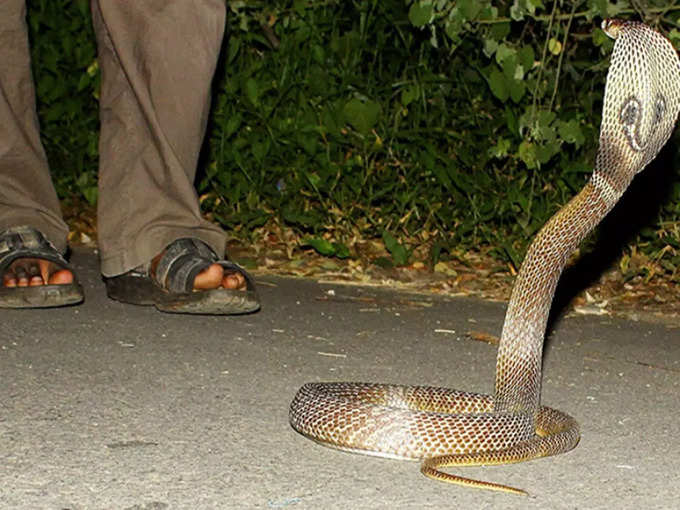 More than 100 snakes found in usa NEWS