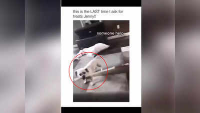 Video: बच के रेहना रे बाबा! तोंडात काठी पकडून कुत्र्याने केली तरुणीची धुलाई