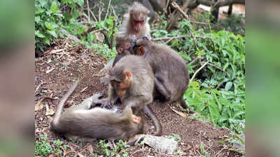Monkey fever: ओमीक्रोन के बीच कर्नाटक में मिला केस, जानें किसे कहते हैं मंकी फीवर और कैसे फैलता है?