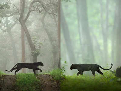 ब्लैक पैंथर की ये दो तस्वीरें बता देंगी कि जंगल का राजा कौन होता है!