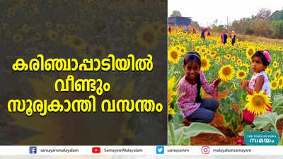 കരിഞ്ചാപ്പാടിയില്‍ വീണ്ടും സൂര്യകാന്തി വസന്തം 