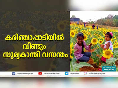 കരിഞ്ചാപ്പാടിയില്‍ വീണ്ടും സൂര്യകാന്തി വസന്തം 