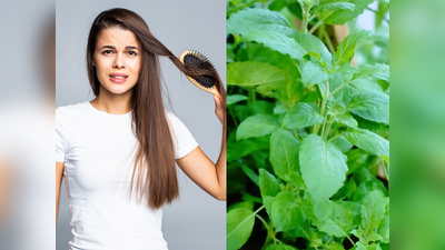 Tulsi For Hair: बालों की खोई हुई चमक को वापस लाने में मदद करता है तुलसी का पत्ता, सफेद बालों की समस्या के लिए इस तरह करें इस्तेमाल