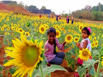 കരിഞ്ചാപ്പാടിയില്‍ വീണ്ടും സൂര്യകാന്തി വസന്തം, വീഡിയോ