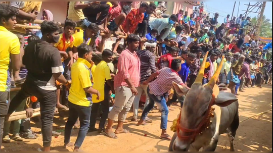 எருது விடும் விழா.. கலெக்டர் பிறப்பித்த திடீர் உத்தரவு!