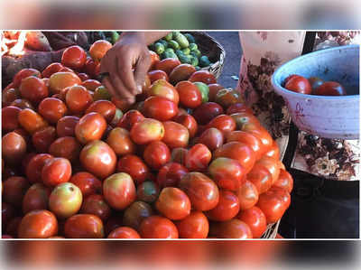 ಟೊಮೇಟೊ ಬೆಲೆ ತೀವ್ರ ಕುಸಿತ; ಲಾಭದ ನಿರೀಕ್ಷೆಯಲ್ಲಿದ್ದ ರೈತರಿಗೆ ಕೈ ಸುಟ್ಟುಕೊಳ್ಳುವ ಆತಂಕ!