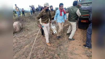 Ashoknagar Leopard Rescue : शिकारी के फंदे में फंसा तेंदुआ, रेस्‍क्‍यू टीम के इंतजार में तेंदुए ने तोड़ा दम