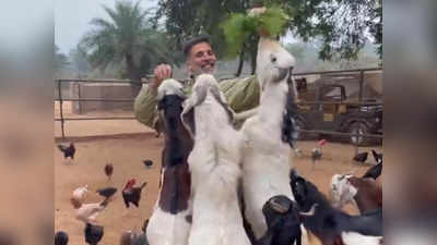 Video: अक्षय कुमार ने बकरियों को खिलाई घास, कहा- छोटी छोटी चीजों में बड़ी बड़ी खुशियां मिल रहीं