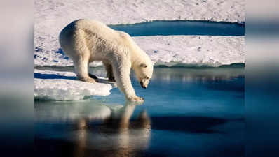 Global Warming Effects: सील और मछलियों की जगह हिरन का शिकार कर रहे ध्रुवीय भालू, ग्लोबल वार्मिंग का प्रभाव तो देखिए