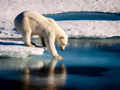 Global Warming Effects: सील और मछलियों की जगह हिरन का शिकार कर रहे ध्रुवीय भालू, ग्लोबल वार्मिंग का प्रभाव तो देखिए