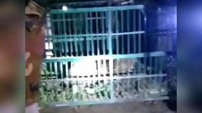 Leopard imprisoned: घर पर खाना खा रहे मासूम को ले गया तेंदुआ, 4 बच्चों को शिकार बनाने के बाद पिंजरे में कैद