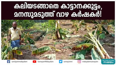 കലിയടങ്ങാതെ കാട്ടാനക്കൂട്ടം, മനസുമടുത്ത് വാഴ കർഷകർ!