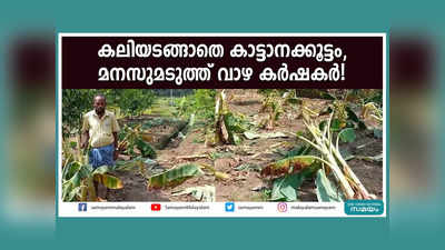 കലിയടങ്ങാതെ കാട്ടാനക്കൂട്ടം, കൃഷി നാശത്തിൽ മനസുമടുത്ത് വാഴ കർഷകർ, വീഡിയോ കാണാം