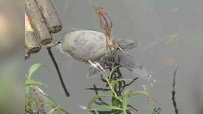 kalyan turtles : कल्याणमधील तलावात १०० हून अधिक कासवांचा मृत्यू, ही असू शकतात कारणे