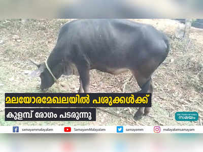 മലയോരമേഖലയില്‍ പശുക്കള്‍ക്ക്  കുളമ്പ് രോഗം പടരുന്നു