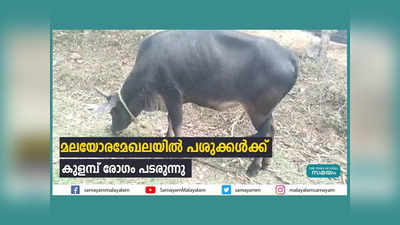 മലയോരമേഖലയില്‍ പശുക്കള്‍ക്ക് കുളമ്പ് രോഗം പടരുന്നു, വീഡിയോ കാണാം